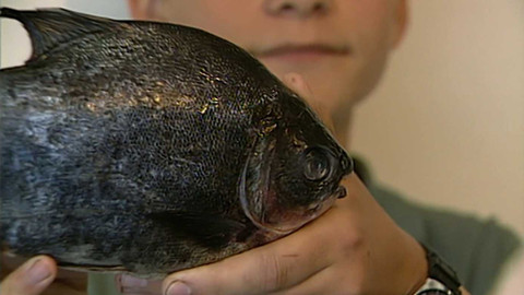 Archiv dne - 18. srpen 1998: Piraňa z Olše