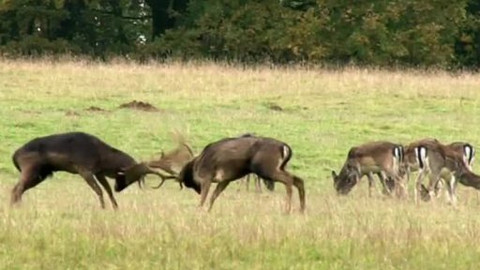 Tisíc let české myslivosti - 8. dubna 2011