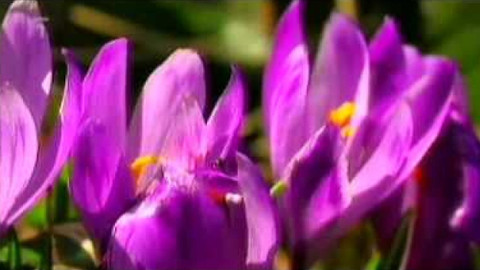 Živé srdce Evropy - Šafrán karpatský