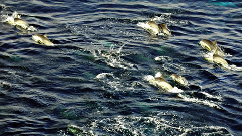 Ushuaia - 26/26 Podivuhodné migrace
