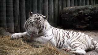 Pravá tvář bílých tygrů