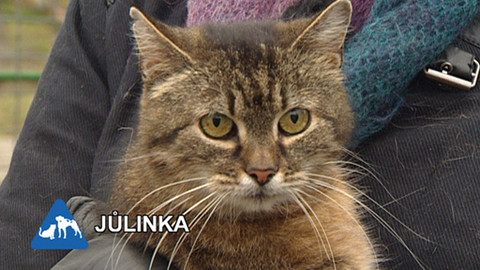 Chcete mě? - Chcete je?