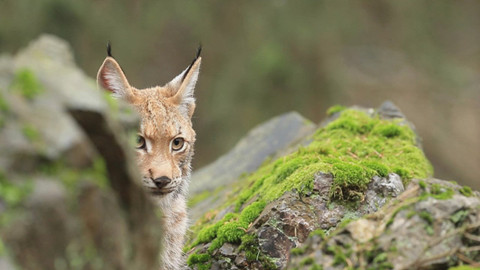Chcete mě? - 15. ledna 2017