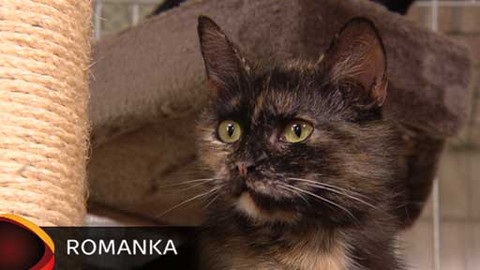 Chcete mě? - Chcete je?