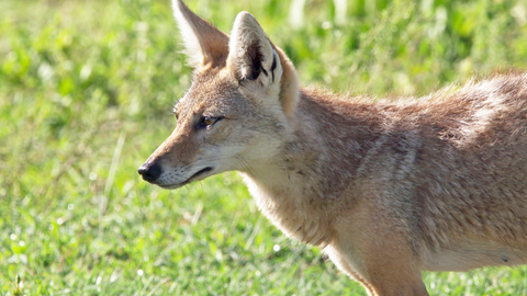 Darwinův úžasný svět zvířat - 9/12 Žádné štěně nezůstane pozadu