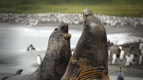 Velká přírodovědná dobrodružství Davida Attenborougha - 3/3 Vzestup přírody