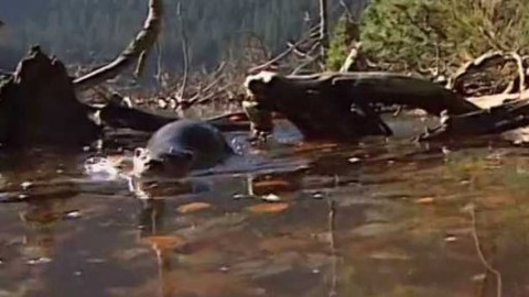 Vydrýsek - 12/13 O šumavském bloudění