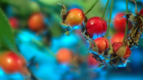 Pod pokličkou - Vitamin C visící na keři