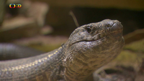 Terčin zvířecí svět - 1. listopadu 2024