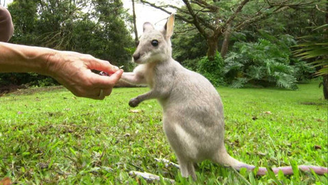 Dobrodružství vědy a techniky - Matka klokanů stromových