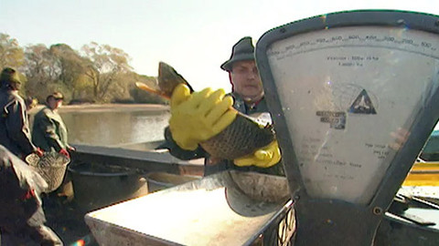 Jak se žije... - Jak se žije s českou rybou podle Jána Piroha