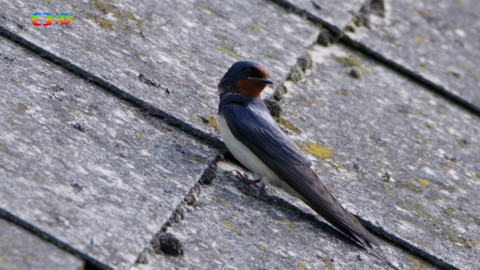 Ptačí rodinky - Vlaštovky stavitelky