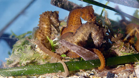 Svět vodní divočiny - 4/5 Chameleoni oceánu