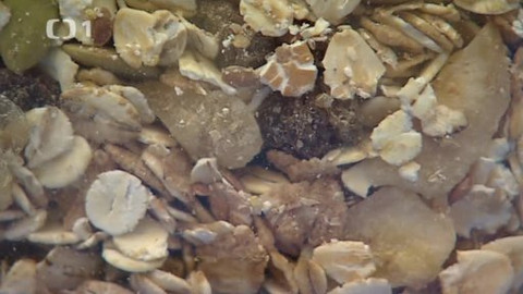 Černé ovce - 12. února 2013