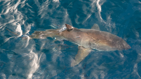 Giganti přírody - Žraloci