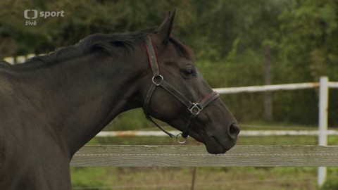 Velká pardubická - 131. Velká pardubická se Slavia pojišťovnou