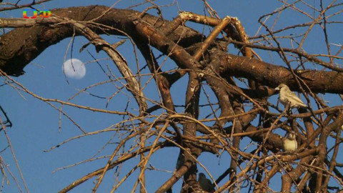 Africká abeceda - S – snovač