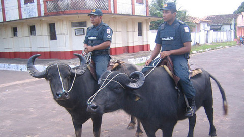 GEO 360° - Buvoli na hlídce