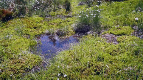 Minuty z přírody - Bifurkace vod