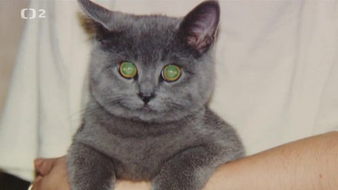 Pološero - Zvířecí chůvy