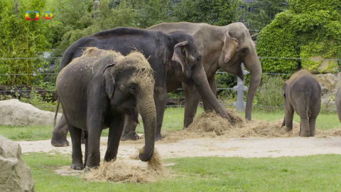 Českopis - 3/10 Zážitky se zvířaty