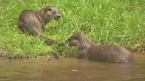 Vydrýsek - 1/13 O vydřím setkání