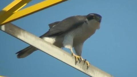 Hvězdy zvířecí říše - 14/32 Nejlepší létající lovec