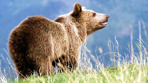 Méďové - Cestami medvědů