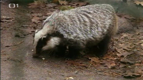 Toulavá kamera - 29. prosince 2013