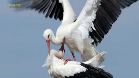 Frnk z hnízda - Epizoda 5/13