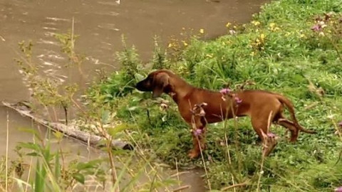 Madla a Ťap - 5/13 Jak poobědvali