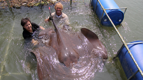 Rybí legendy Jakuba Vágnera - Trnucha říční - Thajsko