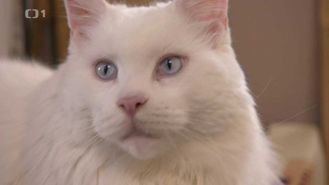 Kočka není pes - Návrat za minulými případy