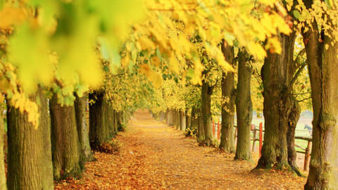 Kouzelné bylinky - Léčivé stromy