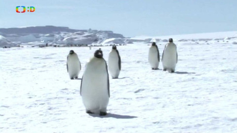 Atlas zvířat - Atlas zvířat