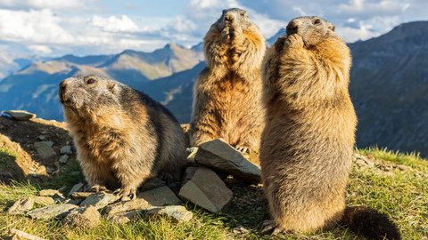 Svět zvířat - 7/10 Hlodavci