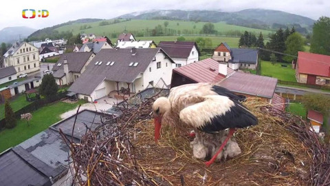 Zprávičky - 7. června 2021