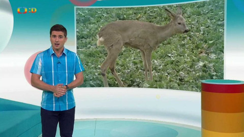 Zprávičky - 3. července 2017