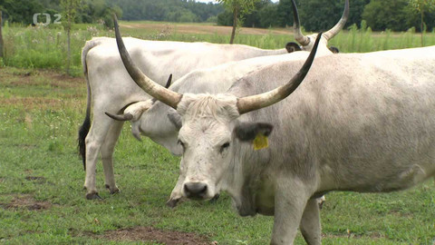 Kvarteto - Chráněná zvířata u nás