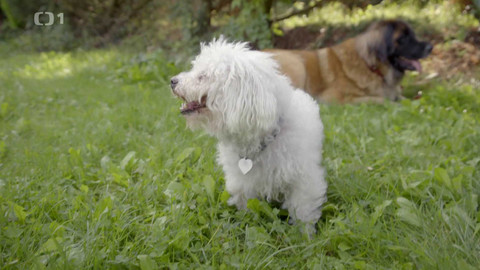 Kočka není pes - Návraty za minulými případy