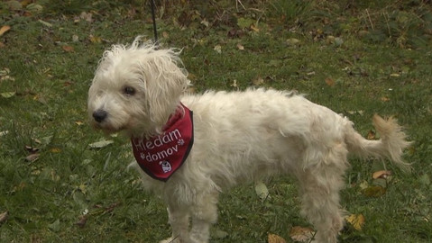 Chcete mě? - Chcete je?