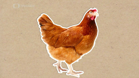 To je něco! - Proč neumějí slepice létat?