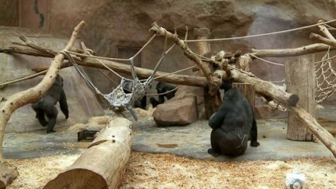 Gorilí povídání - 8/13 O lachtanech