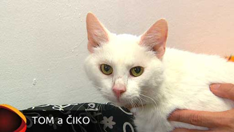 Chcete mě? - Chcete je?