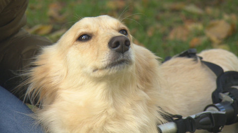 Chcete mě? - 20. listopadu 2016