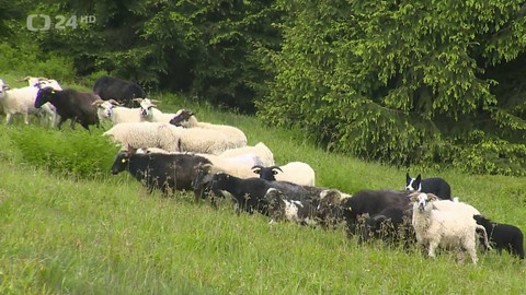 Regiony ČT24 - 8. června 2024