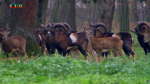 Terčin zvířecí svět - 8. února 2019