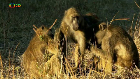 Atlas zvířat - Atlas zvířat