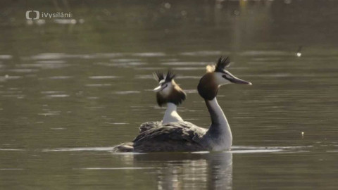 Do divočiny! - 16. Svatební tanec