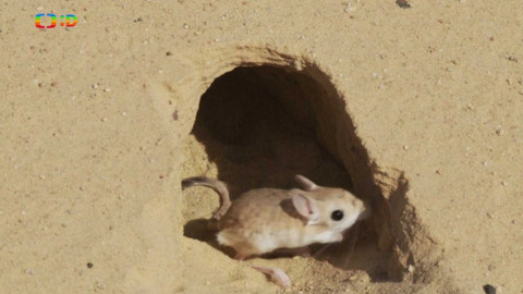 Africká abeceda - T – tarbík